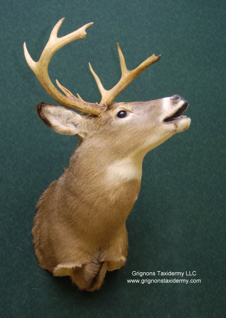 grignons taxidermy studio 